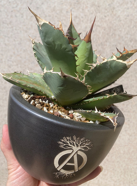 24大号藤原浩复古潮流块根植物龙舌兰龟甲龙SRL花盆手工陶瓷