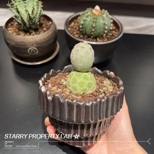 13龟甲龙惠比须笑大黑象牙宫潮流植物花盆植本钵