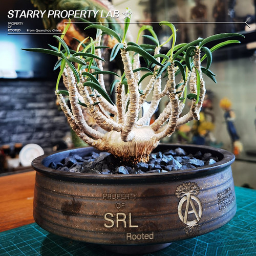 8葡萄翁龟甲龙惠比须笑大黑象牙宫潮流植物块根花盆SRL植本钵