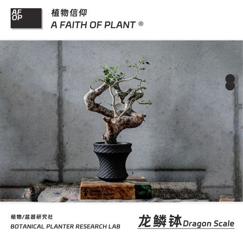 160潮流块根植物龙舌兰龟甲龙块根SRL陶瓷手工花盆NEIGHBORHOOD