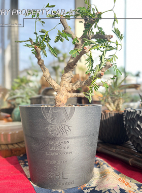 16潮流植物龙舌兰龟甲龙块根SRL花盆黑胶NEIGHBORHOOD