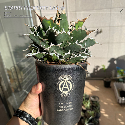 56高筒潮流块根植物花盆仙人球兜象足漆树惠比须笑大黑象牙宫