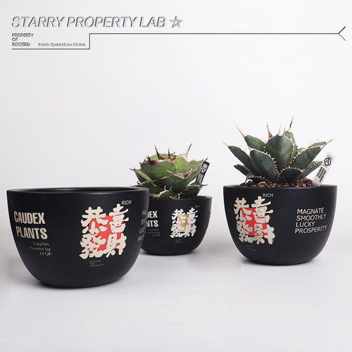 72潮流块根植物龙舌兰龟甲龙块根SRL花盆陶瓷NEIGHBORHOOD