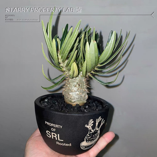 42象牙宫潮流块根植物龙舌兰龟甲龙块根SRL花盆陶瓷NBHD藤原