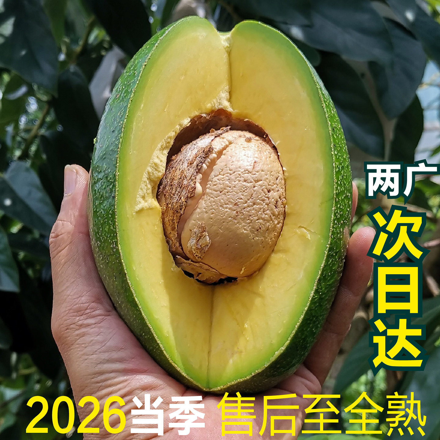广西崇左当季现摘牛油果