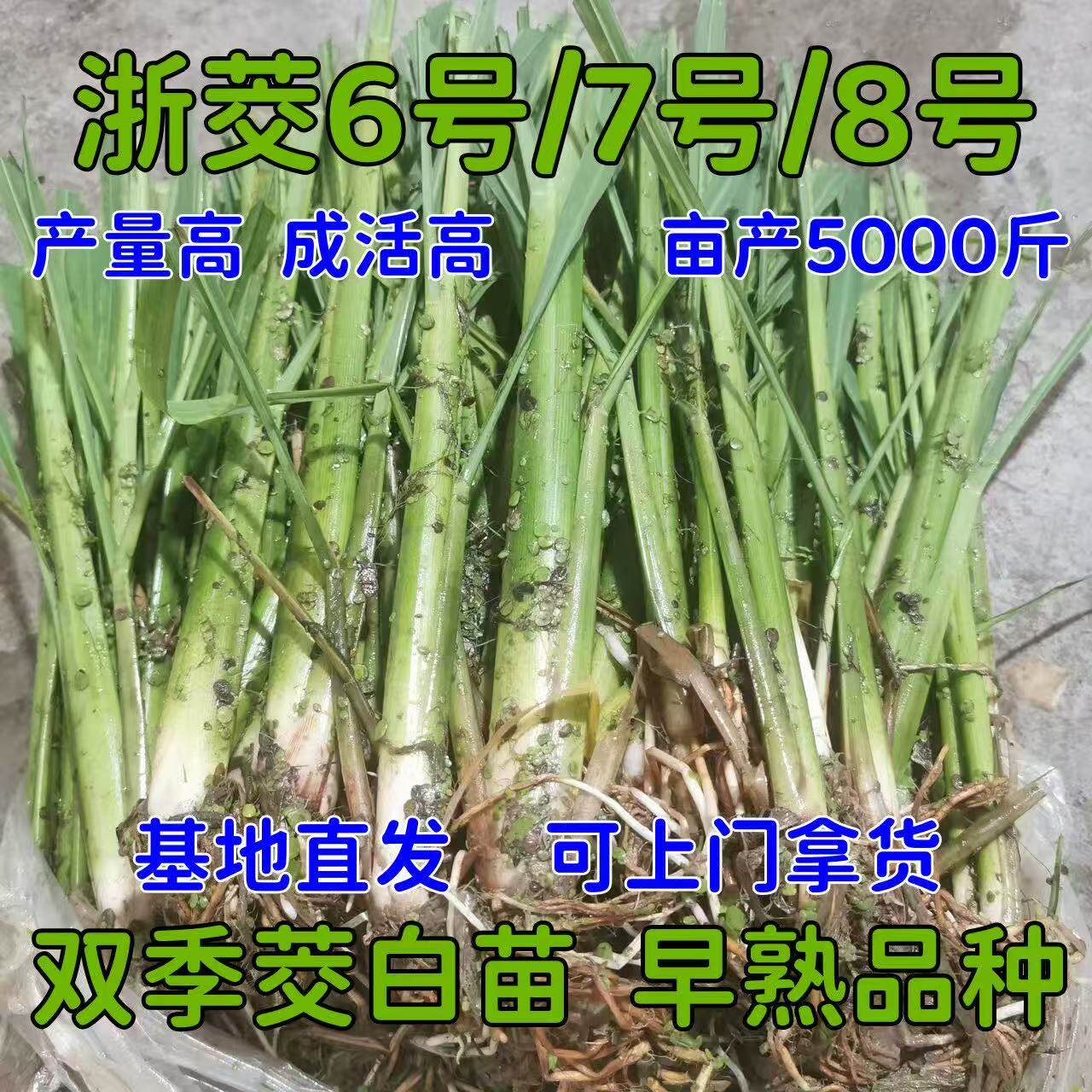 现挖茭白苗种茭瓜苗双季高笋早熟改良型高瓜苗老蹲苗四季水生蔬菜