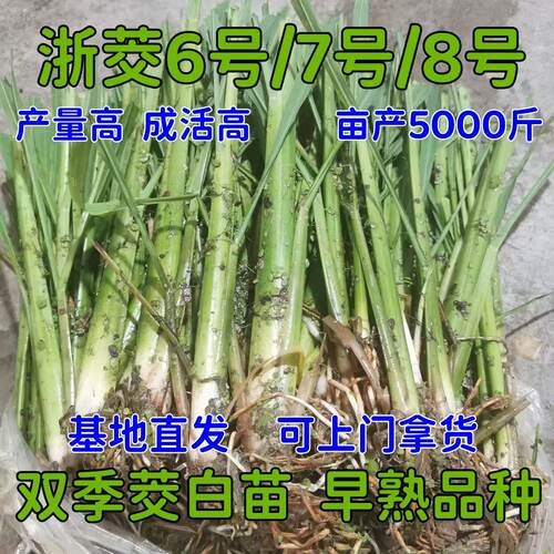 现挖茭白苗种茭瓜苗双季高笋早熟