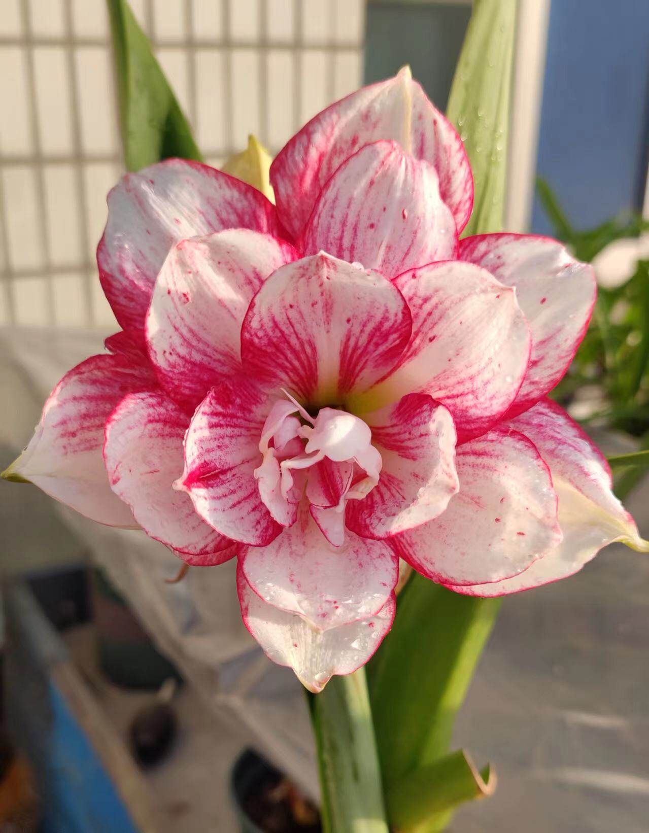 瑞秋朱顶红球根植物盆栽空气净化趣味