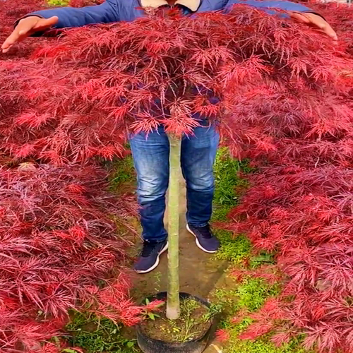 羽毛枫树苗垂枝流泉红龙庭院盆栽