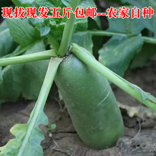 河南信阳罗山土特产新鲜青萝卜沙窝萝卜食用凉拌脆甜现拔现发包邮