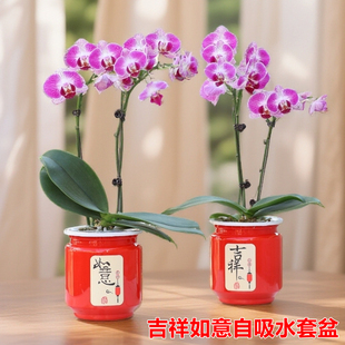 中国风红圆形绿萝红掌蝴蝶兰花盆栽客厅桌面摆放懒人自动吸水花盆