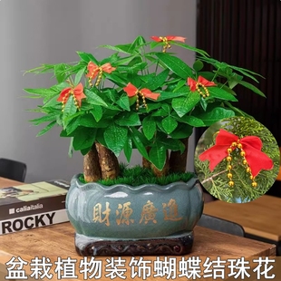 富贵竹发财金钱树盆景植物树上装饰蝴蝶结珠花过新年喜庆红吊挂件