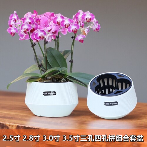 2.8寸3.0寸兰花杯蝴蝶兰专用组盆3孔组合盆绿植拼盆双层竖纹套盆