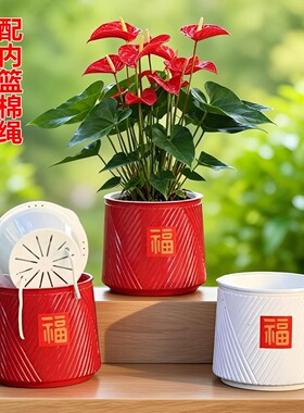 福字自吸水花盆定植篮蝴蝶兰花吊兰小盆栽种植土培水培花钵储水盆