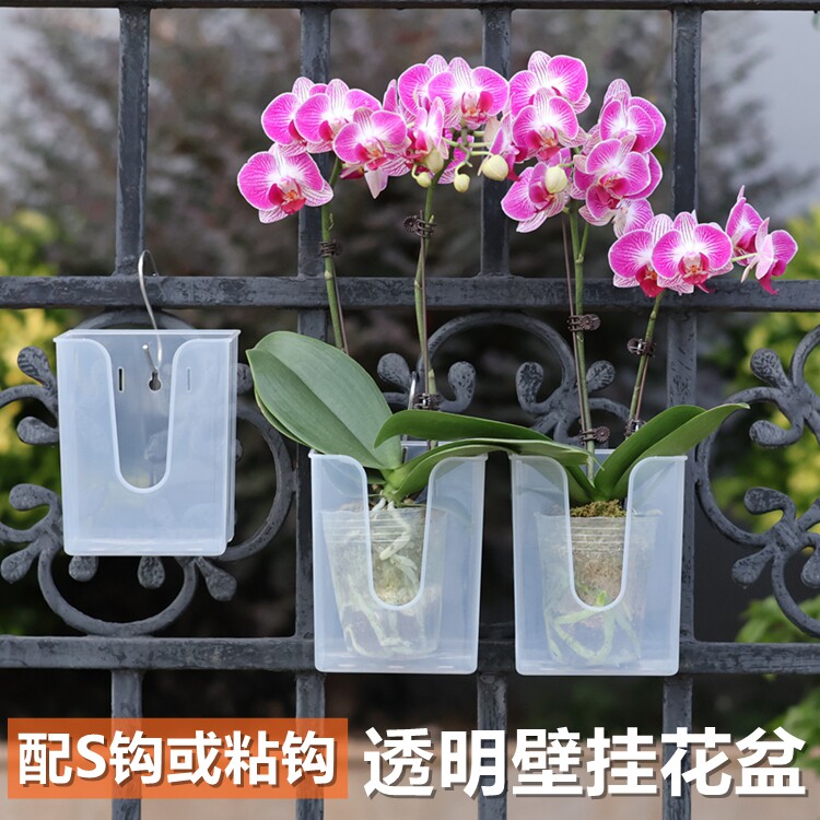 蝴蝶兰专用透明壁挂花盆球兰吊兰板植种植挂墙阳台悬挂式透气花钵