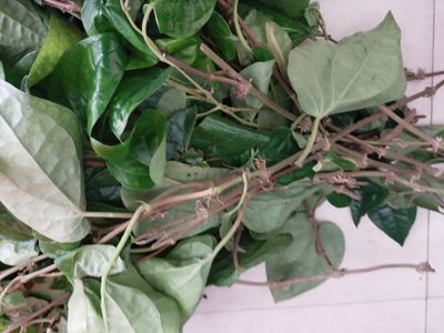 捞青蒌叶  槟榔配料荖叶苗  坐月子清洗 佬叶 鲜货佬青苗广东发货