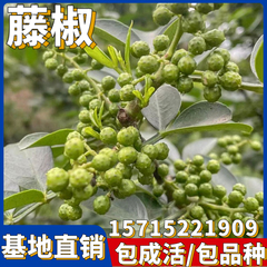 藤椒树苗花椒南北方庭院地栽种植特大四季阳台盆栽果树苗当年结果