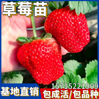 草莓苗秧丹东99奶油新苗南北方种植带土特大阳台盆栽四季当年结果