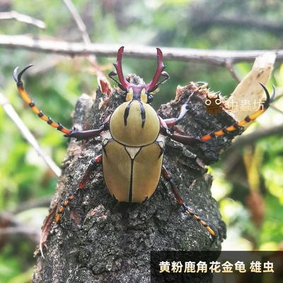 宽带黄粉鹿角花金龟宠物甲虫昆虫