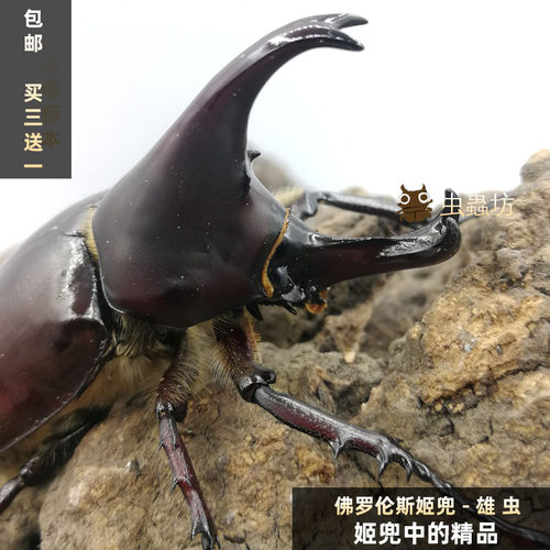 姬兜成虫独角仙幼虫甲虫花金龟活