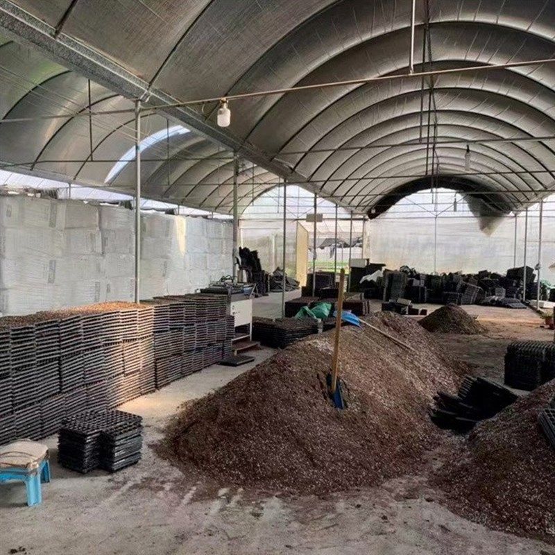 种子通用型辣椒百香果扦插大量基地营养土种植土栽培育苗基质,鲜花速递/花卉仿真/绿植园艺,介质/营养土,淘宝优惠券,粉丝福利购,淘宝优惠卷