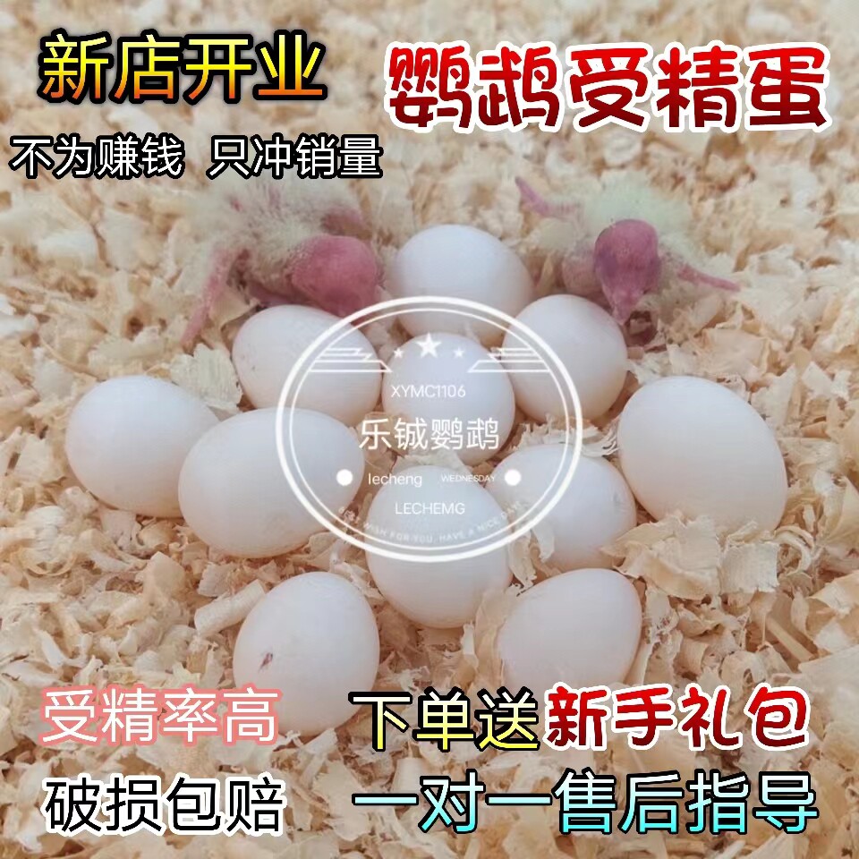 玄凤鹦鹉受精蛋种蛋鹦鹉鸟蛋种蛋可人工孵化种蛋黄化玄凤受精蛋