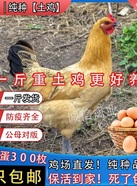 一斤纯种土鸡活苗柴鸡笨鸡苏北土鸡脱温鸡苗青年下蛋鸡麻羽鸡幼苗