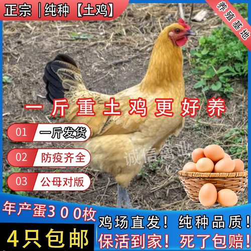 一斤纯种土鸡活苗柴鸡笨鸡苏北土鸡脱温鸡苗青年下蛋鸡麻羽鸡幼苗
