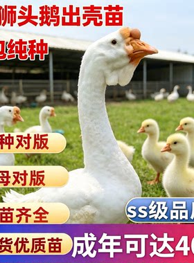 正宗狮头鹅苗ss级品质白狮头鹅特大纯种潮汕狮头鹅苗汕头鹅苗现货