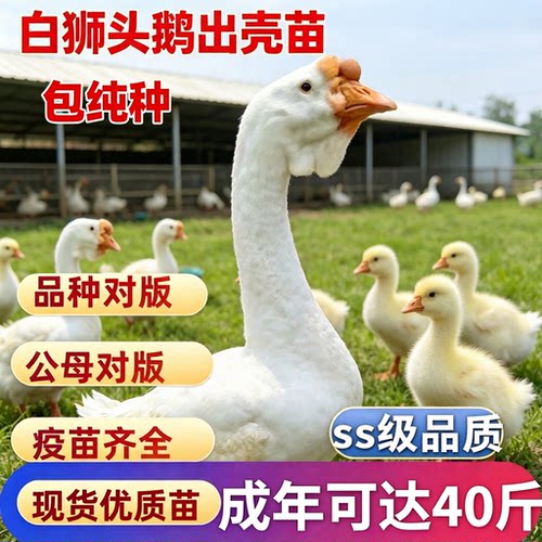正宗狮头鹅苗ss级品质白狮头鹅特大纯种潮汕狮头鹅苗汕头鹅苗现货