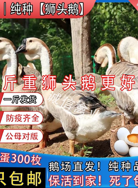 一斤纯种狮头鹅脱温鹅苗特大狮子头鹅潮汕狮头鹅特大灰雁鹅大白鹅
