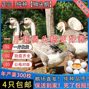 一斤纯种狮头鹅脱温鹅苗特大狮子头鹅潮汕狮头鹅特大灰雁鹅大白鹅