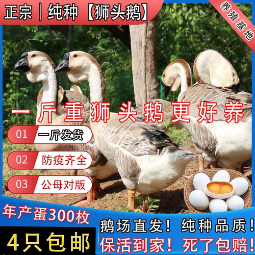 一斤纯种狮头鹅脱温鹅苗特大狮子头鹅潮汕狮头鹅特大灰雁鹅大白鹅