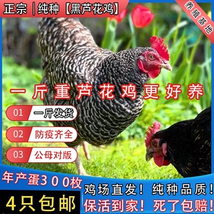 一斤纯种黑芦花鸡活苗活体鸡苗脱温鸡苗半大鸡汶上芦花鸡土鸡活苗