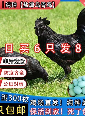 一斤纯种盐津乌骨鸡五黑鸡活苗活体鸡五黑一绿脱温鸡苗乌骨鸡活苗