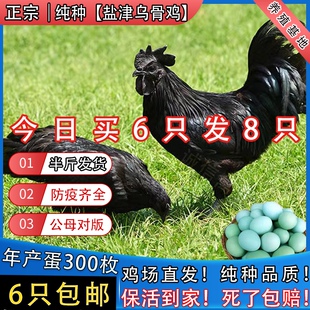 一斤纯种盐津乌骨鸡五黑鸡活苗活体鸡五黑一绿脱温鸡苗乌骨鸡活苗