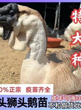 一斤狮头鹅活苗小鹅活苗正宗特大种狮头鹅活苗汕头原种狮子鹅活体