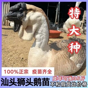 一斤狮头鹅活苗小鹅活苗正宗特大种狮头鹅活苗汕头原种狮子鹅活体
