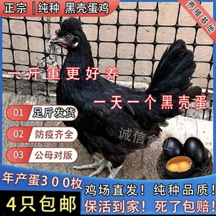 正宗黑壳蛋鸡苗高产黑壳蛋鸡产蛋王土鸡苗黑鸡活苗下黑壳蛋鸡活苗