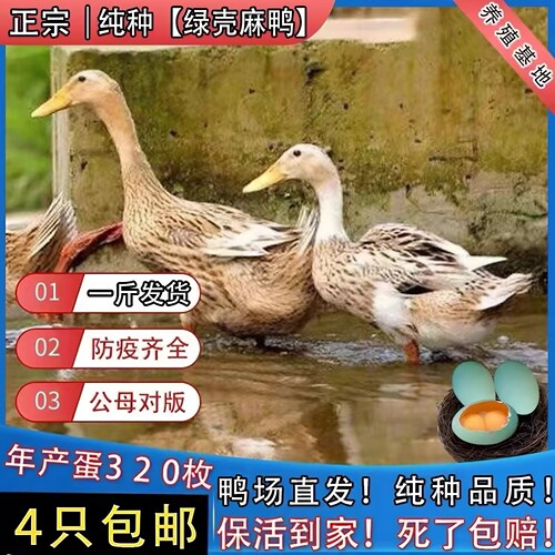 一斤纯种麻鸭绿壳蛋鸭母鸭麻鸭活苗脱温苗鸭子活苗土鸭麻鸭苗包活