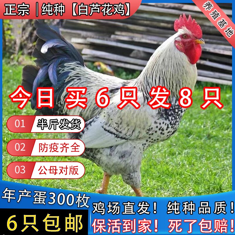 半斤纯种白芦花鸡活体鸡苗脱温鸡苗汶上芦花鸡小鸡活苗鹊山鸡包活