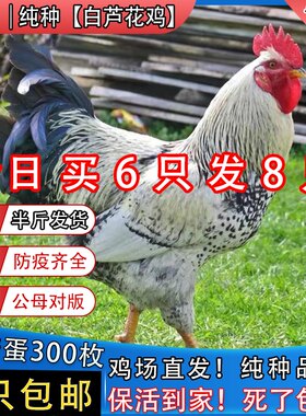 半斤纯种白芦花鸡活体鸡脱温鸡苗半大鸡芦花鸡活苗小鸡鹊山鸡包活