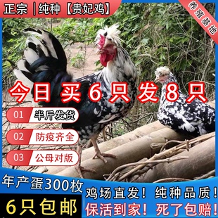 半斤纯种贵妃鸡脱温鸡苗正宗贵妃鸡活苗青年下蛋鸡成年贵妃鸡包活