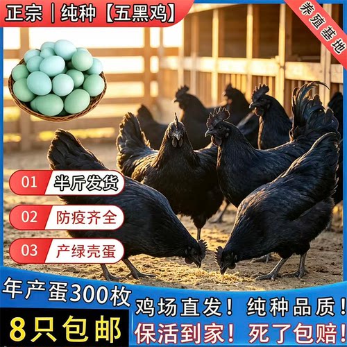 半斤五黑鸡苗乌骨鸡脱温苗散养正宗绿壳蛋鸡活苗乌鸡正品土鸡半大