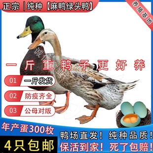 一斤纯种麻鸭苗散养绿头鸭活苗青头鸭苗大种鸭苗麻鸭活苗母鸭包活