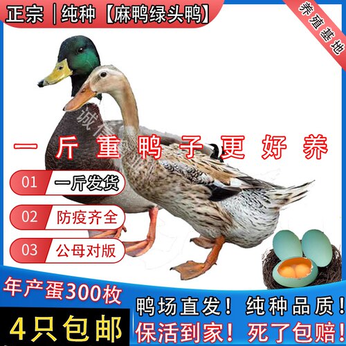 一斤纯种麻鸭苗散养绿头鸭活苗青头鸭苗大种鸭苗麻鸭活苗母鸭包活