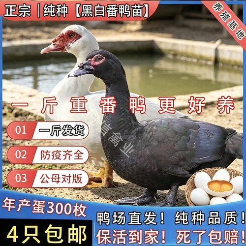 一斤纯种番鸭活苗大种黑番鸭脱温鸭腾鸭火鸭洋鸭旱鸭豚鸭鸳鸯鸭苗