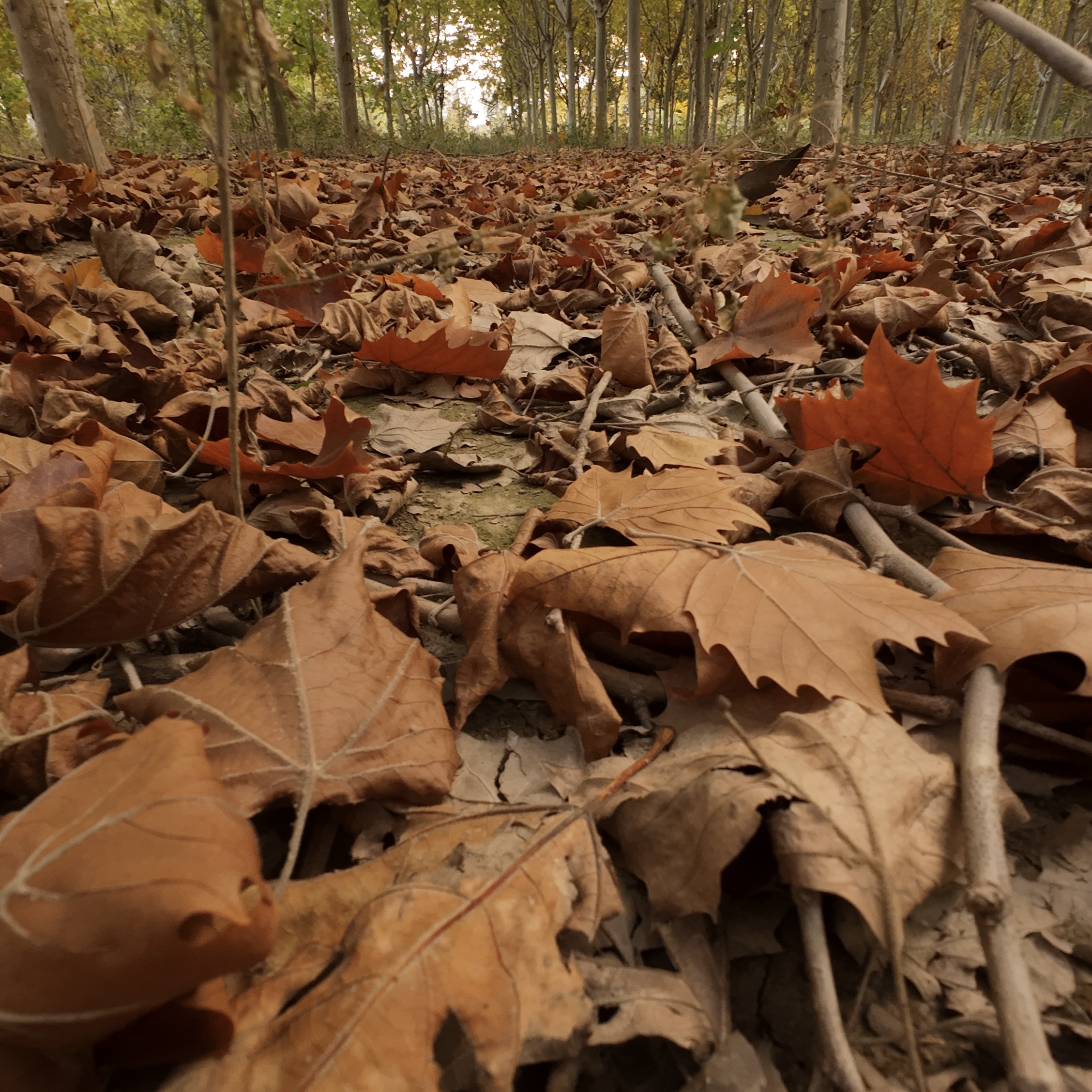 梧桐树干枯树叶梧桐叶diy标本塑造场景店内摆饰景区铺饰自然落叶