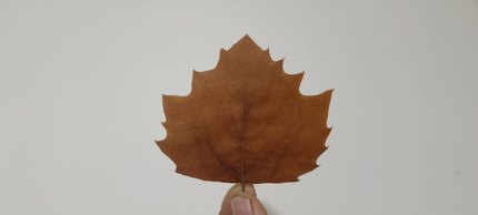 真树叶落叶法式枫叶梧桐叶枯干树叶叶雕装饰杨树绿叶黄标本塑封叶
