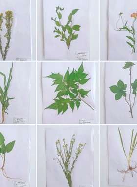 多种植物草本植物标本展示腊叶标本教学认知教具A4大小塑封